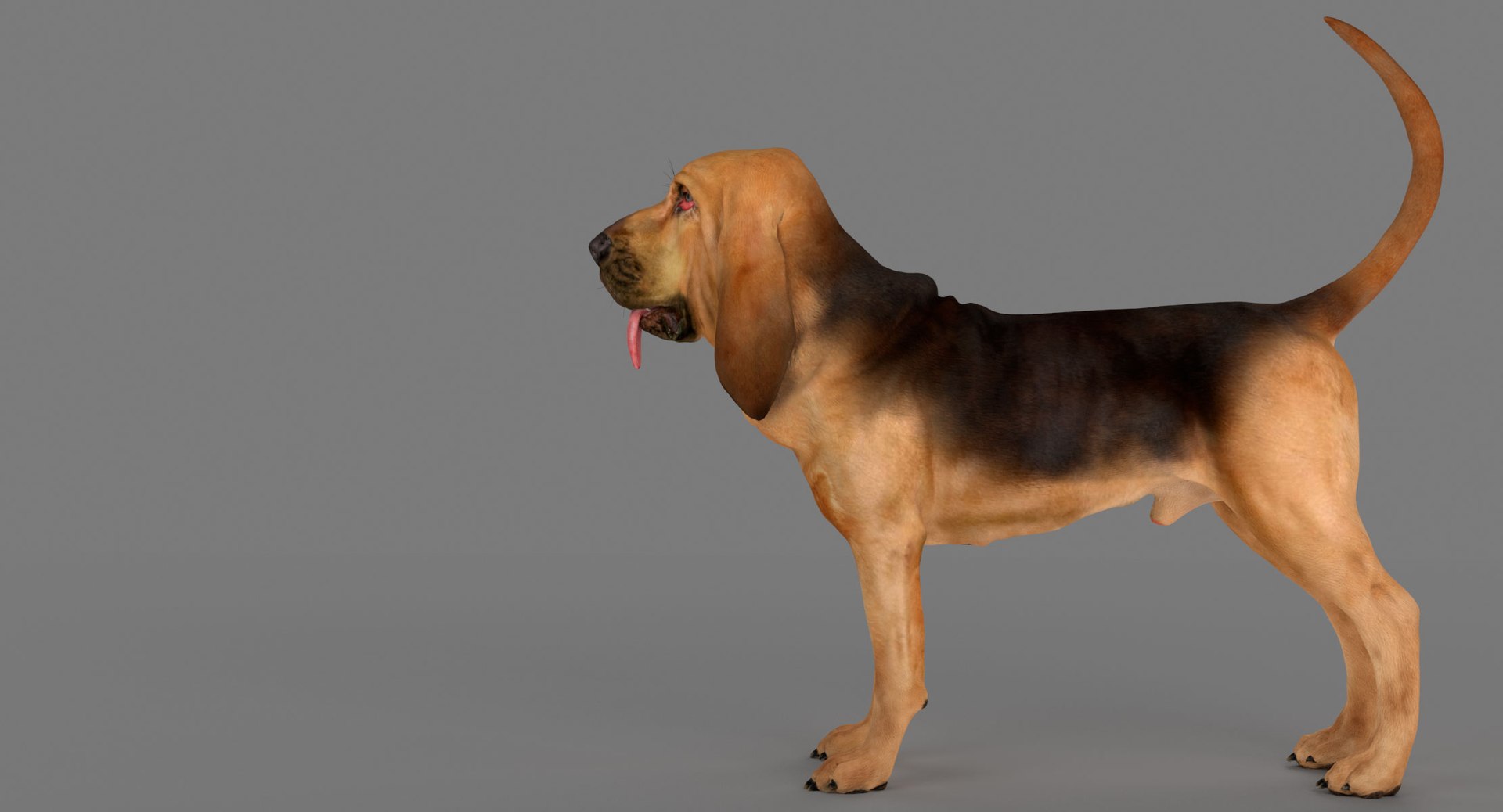 bloodhound black tan body armor 3d model https://p.turbosquid.com/ts-thumb/hO/nvuVXH/E12uJ5N2/1/jpg/1436960080/1920x1080/fit_q87/9221440760dff90e5f94d13636bfd5977fcea7b6/1.jpg
