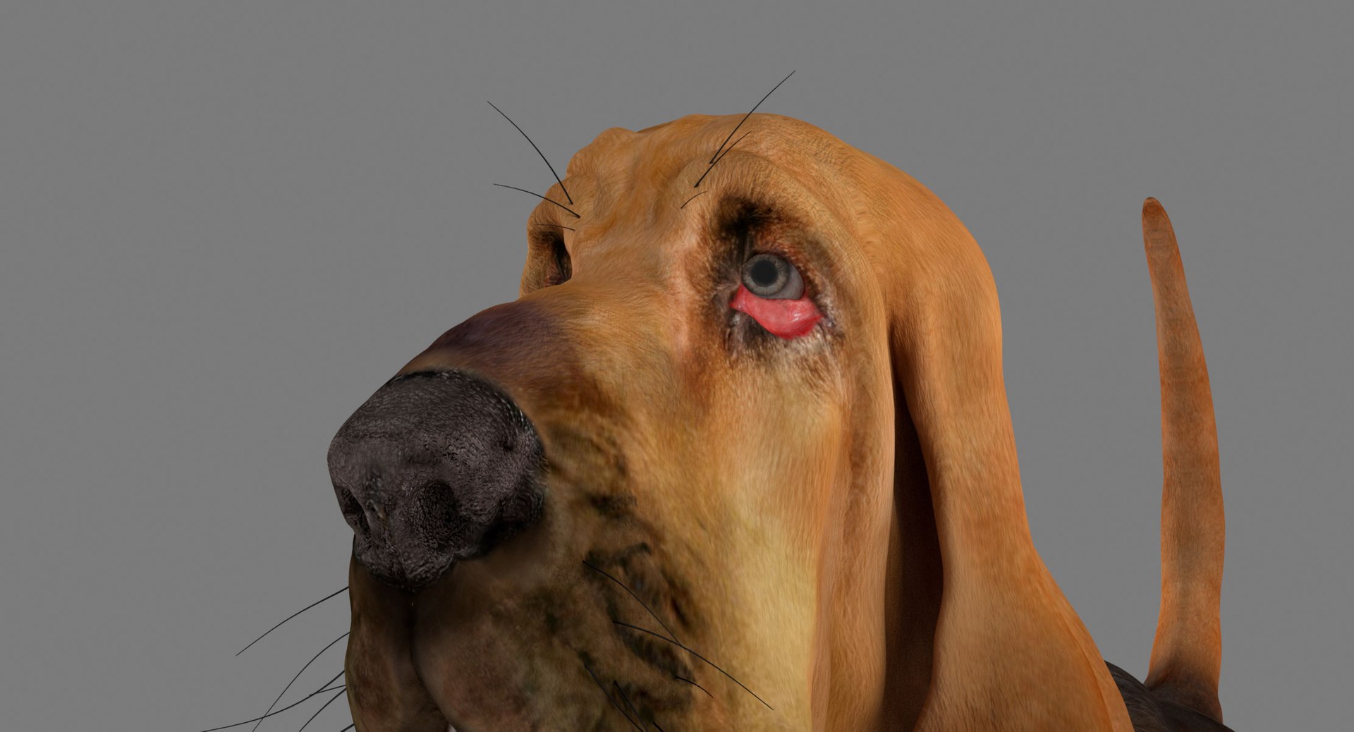 bloodhound black tan body armor 3d model https://p.turbosquid.com/ts-thumb/hO/nvuVXH/EEy8EJVh/19/jpg/1436960080/1920x1080/fit_q87/8abb22b1f5f9ba8d33fa0a592937f88a49b19165/19.jpg