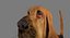 Bloodhound in Körperschutz (Black & Tan)