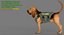Bloodhound in Körperschutz (Black & Tan)