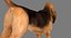 Bloodhound in Körperschutz (Black & Tan)