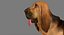 Bloodhound in Körperschutz (Black & Tan)