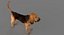 Bloodhound in Körperschutz (Black & Tan)