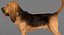 Bloodhound in Körperschutz (Black & Tan)