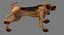 Bloodhound in Körperschutz (Black & Tan)