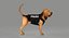 Bloodhound in Körperschutz (Black & Tan)