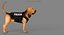 Bloodhound in Körperschutz (Black & Tan)