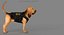 Bloodhound in Körperschutz (Black & Tan)