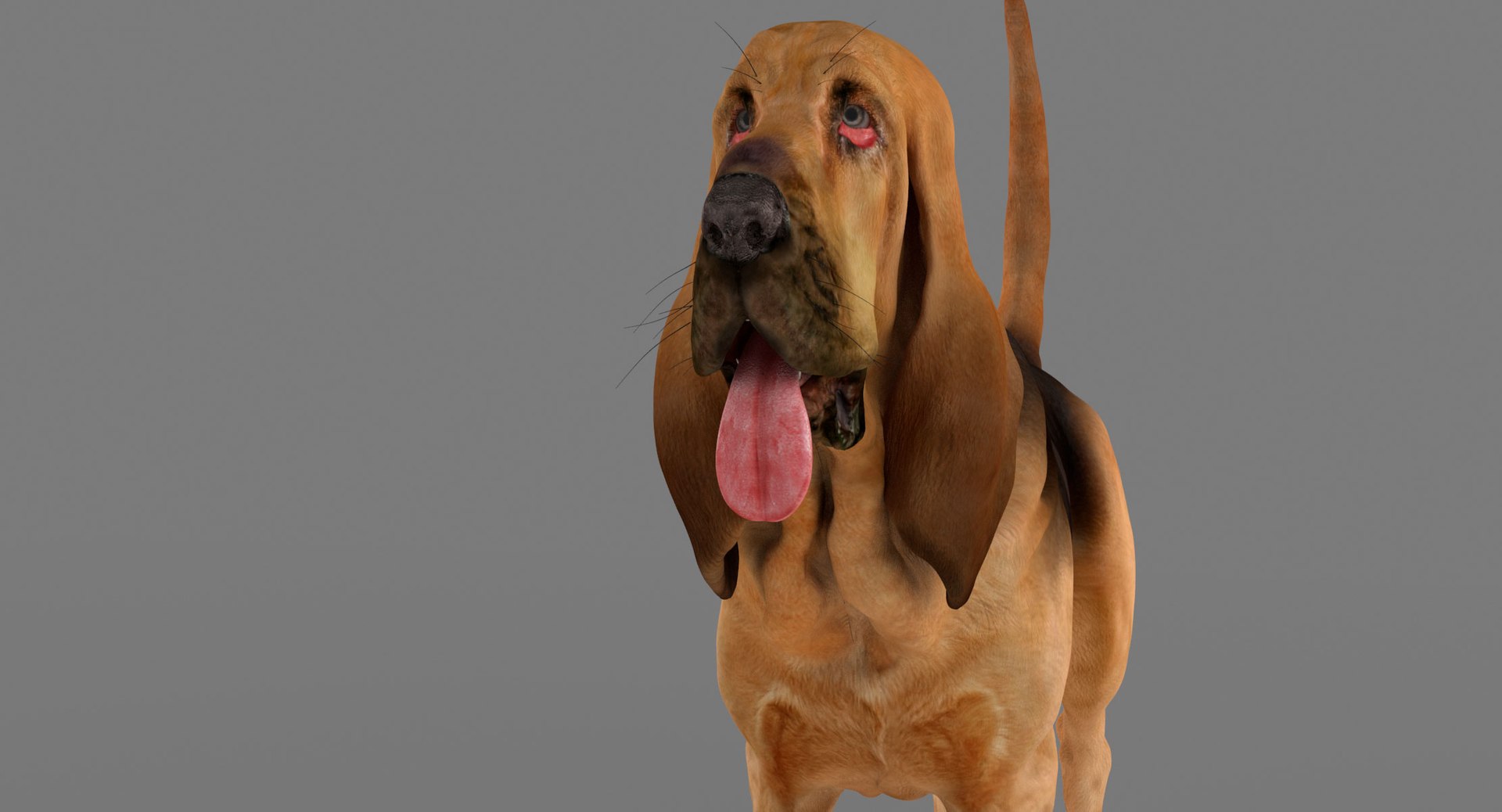 bloodhound black tan body armor 3d model https://p.turbosquid.com/ts-thumb/hO/nvuVXH/oLuht7kq/10/jpg/1436960080/1920x1080/fit_q87/7da3c7a279e58ea8745d6d2dd0ce660b1c13214e/10.jpg