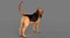 Bloodhound in Körperschutz (Black & Tan)