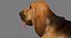 Bloodhound in Körperschutz (Black & Tan)