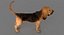 Bloodhound in Körperschutz (Black & Tan)