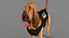 Bloodhound in Körperschutz (Black & Tan)