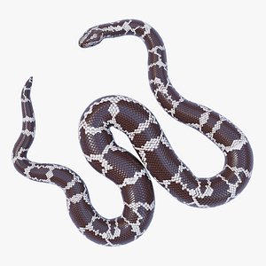 Rigged Kenyan Sand Boa
