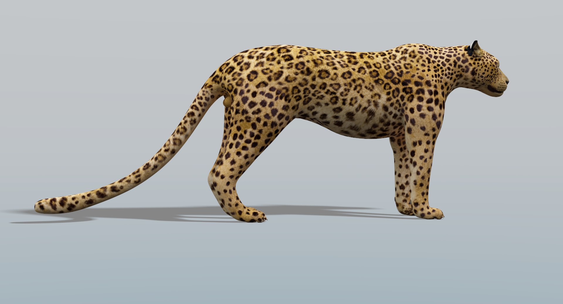 3D model leopard v-ray https://p.turbosquid.com/ts-thumb/hP/IVsMis/FuOZCuTo/leopard4/png/1511507423/1920x1080/fit_q87/89fb1dfc36190898cc6aac1059460635bd95c1c6/leopard4.jpg