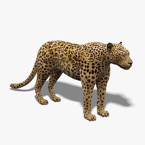 Leopard