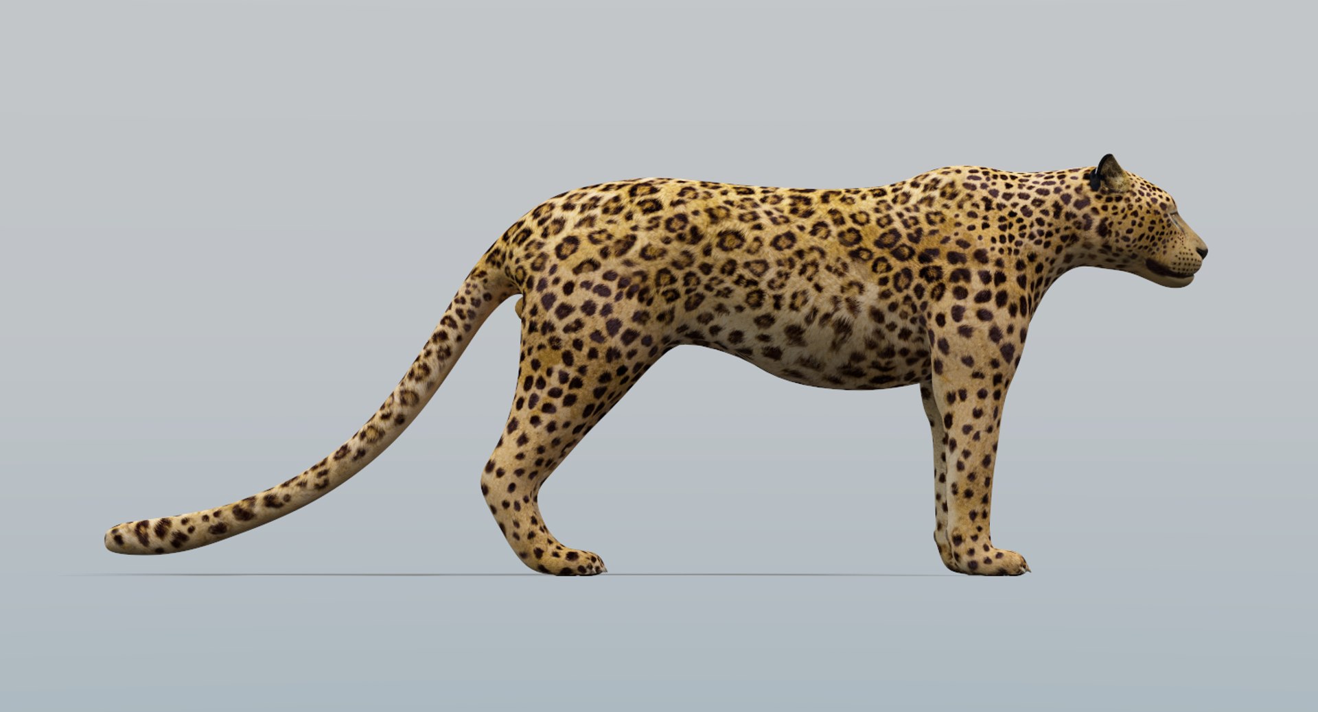 3D model leopard v-ray https://p.turbosquid.com/ts-thumb/hP/IVsMis/OW5kgoqt/leopard2/png/1511505034/1920x1080/fit_q87/bf4b69f994c5b6040b62a3a964b771c4bf1ca784/leopard2.jpg