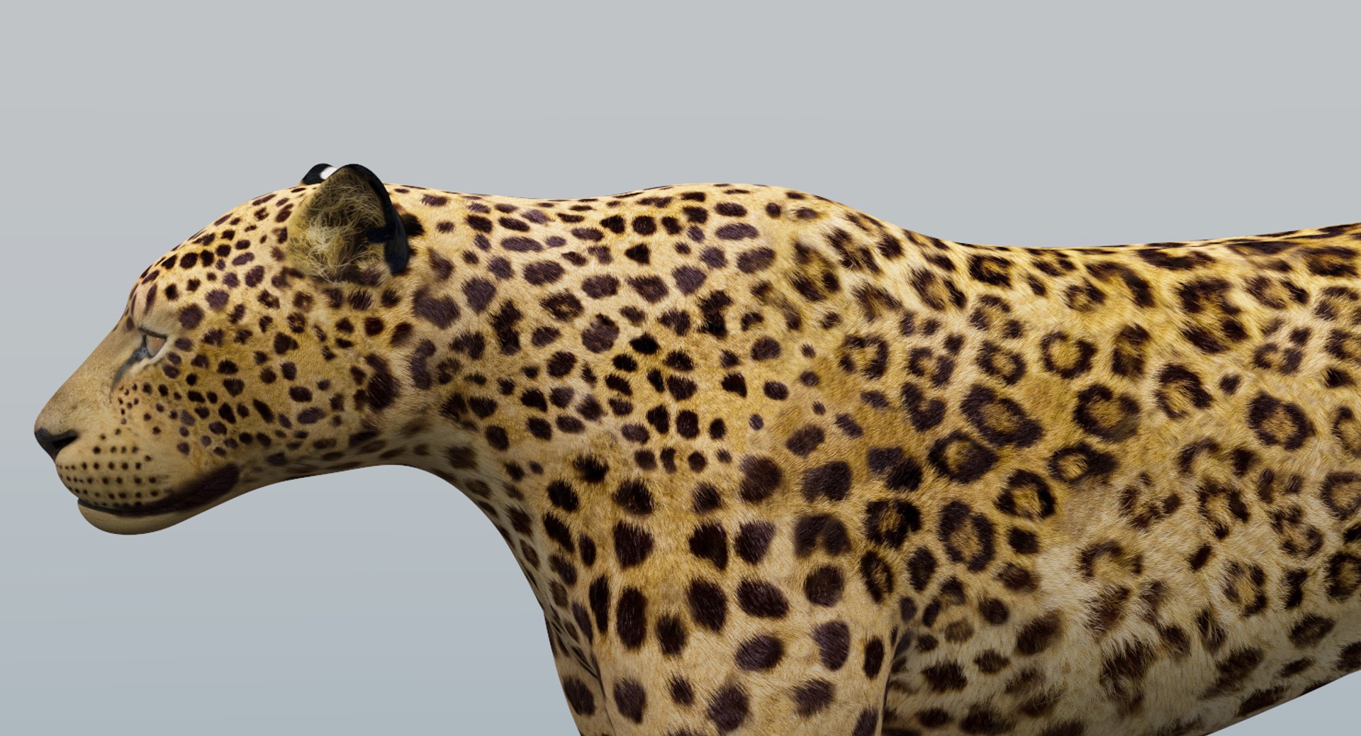3D model leopard v-ray https://p.turbosquid.com/ts-thumb/hP/IVsMis/QvskWjP6/leopard3/png/1511504118/1920x1080/fit_q87/d5572b9841fbbd0fed5f02f09ff04edc00c42922/leopard3.jpg