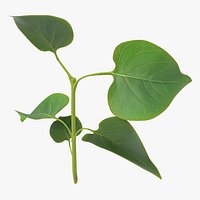 Branch With Leaves 2