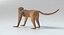 3D monkey animations 2 model