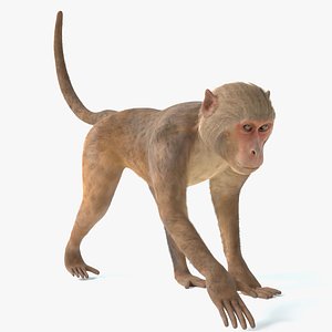 Monkey 2 Animated