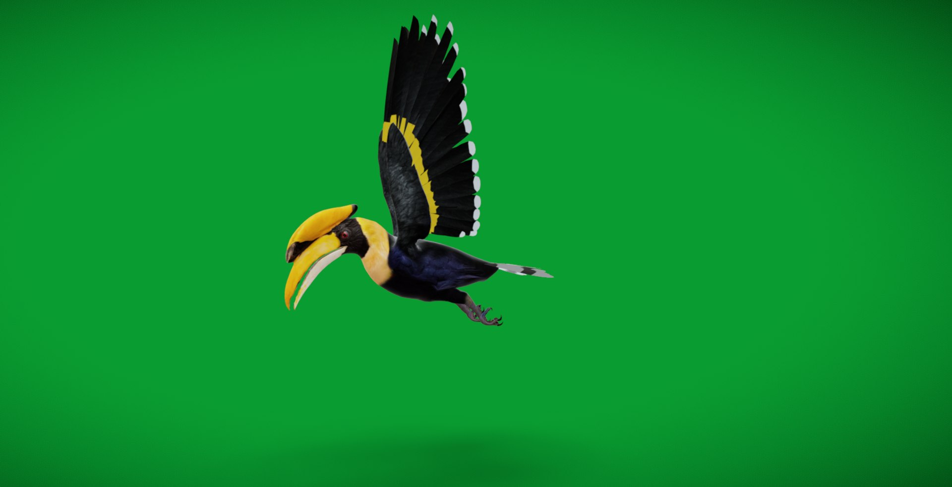 Great Hornbill Bird 3D model https://p.turbosquid.com/ts-thumb/hP/Te4OIY/2f/screenshot_20251010_225026/jpg/1760119981/1920x1080/fit_q87/58519cfe84e1be835697b5bd54b9cbe70d41803a/screenshot_20251010_225026.jpg