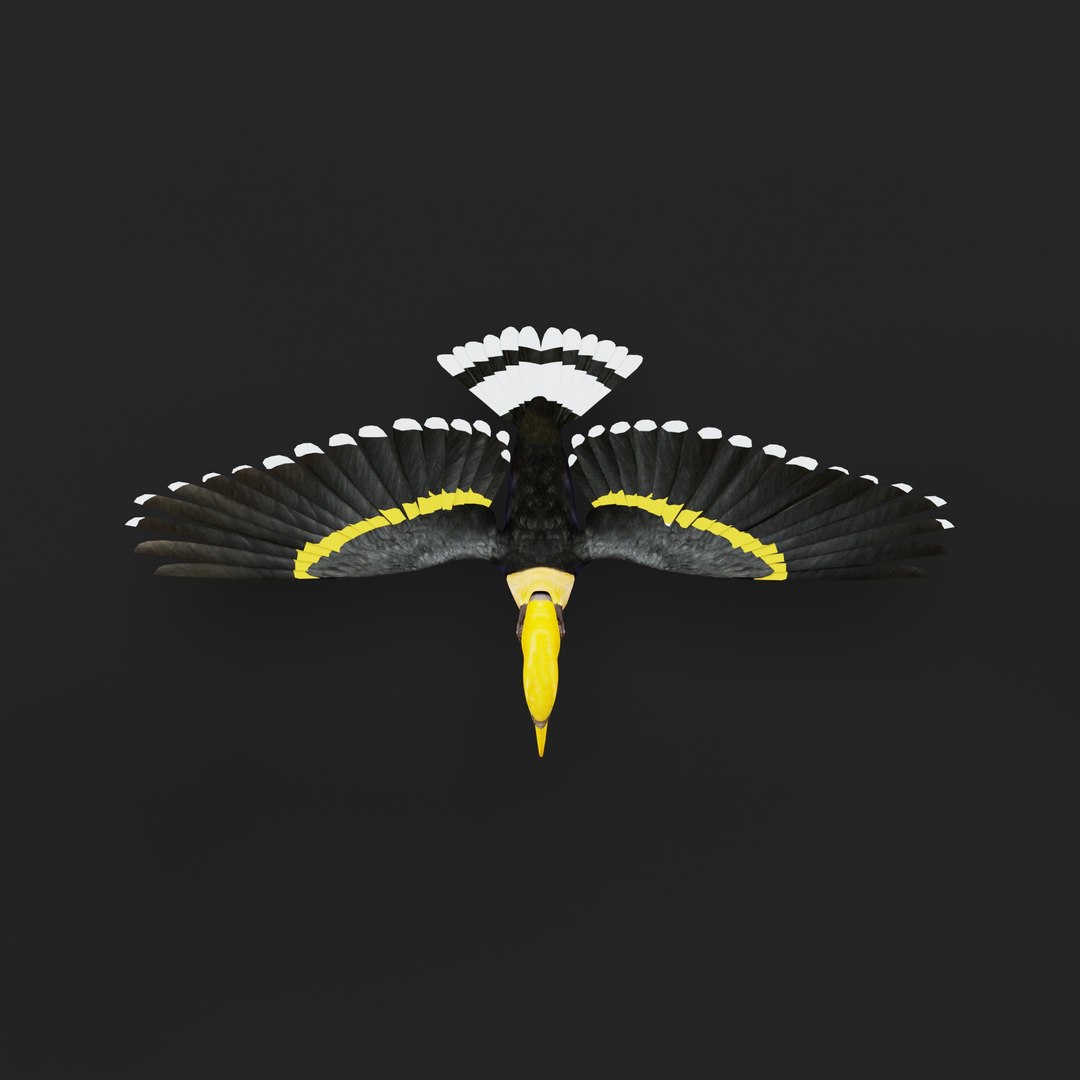 Great Hornbill Bird 3D model https://p.turbosquid.com/ts-thumb/hP/Te4OIY/Ub/greathornbillarmature_0004/jpg/1760120005/1920x1080/fit_q87/66da530338b1437fa6f6cb9c624dad1f5bbf2fec/greathornbillarmature_0004.jpg