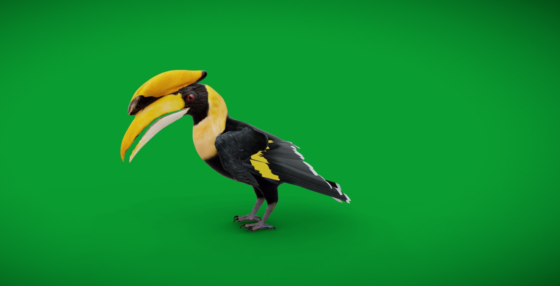 Great Hornbill Bird 3D model https://p.turbosquid.com/ts-thumb/hP/Te4OIY/bh/screenshot_20251010_224944/jpg/1760119979/1920x1080/fit_q87/25d0a9e319213cbe37aae066710b5eac2294428b/screenshot_20251010_224944.jpg