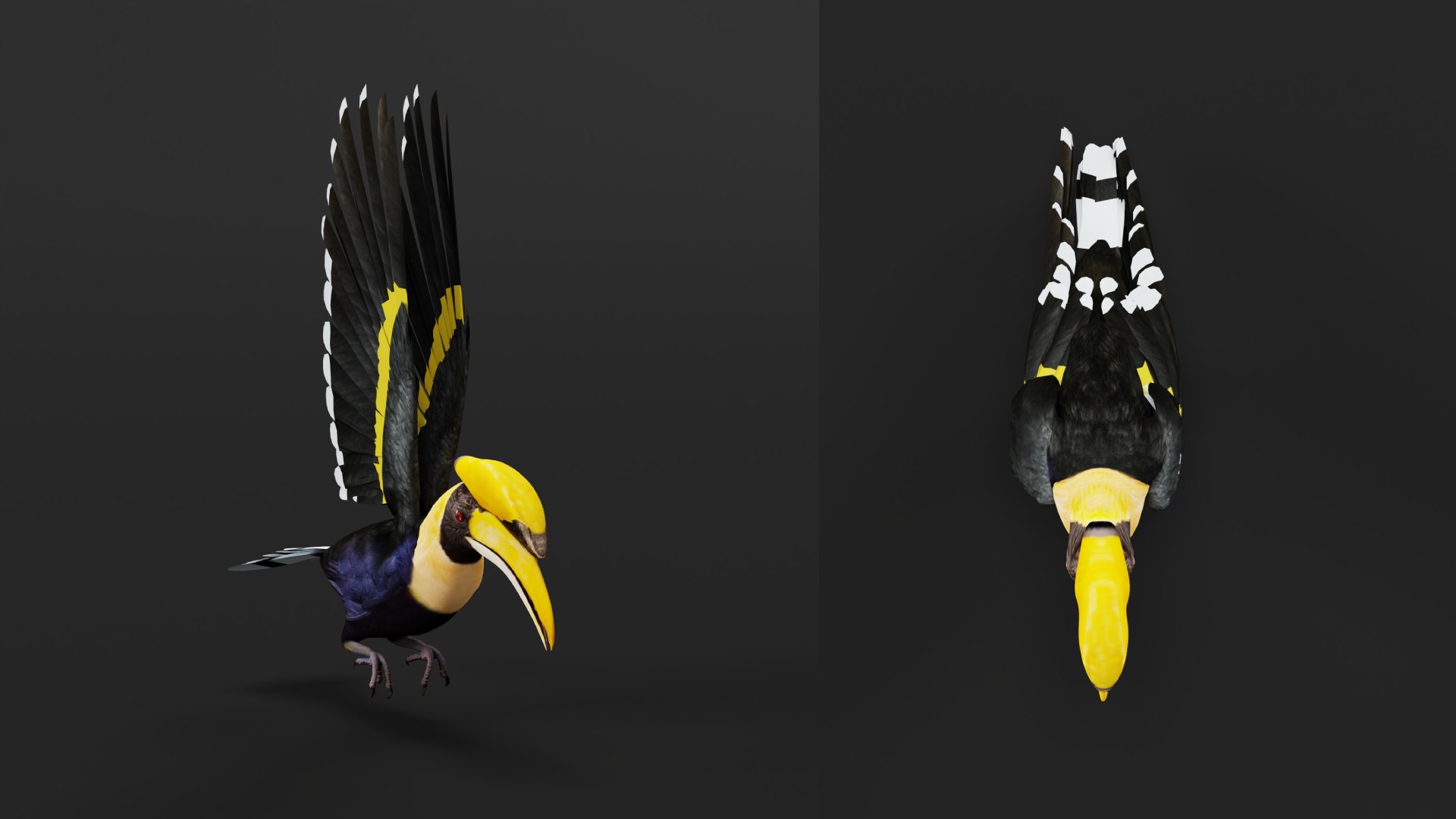 Great Hornbill Bird 3D model https://p.turbosquid.com/ts-thumb/hP/Te4OIY/jl/great_hornbills10/png/1760120042/1920x1080/fit_q87/6c5d8ba00726d8308c20877d91c77e63c4dac3b7/great_hornbills10.jpg