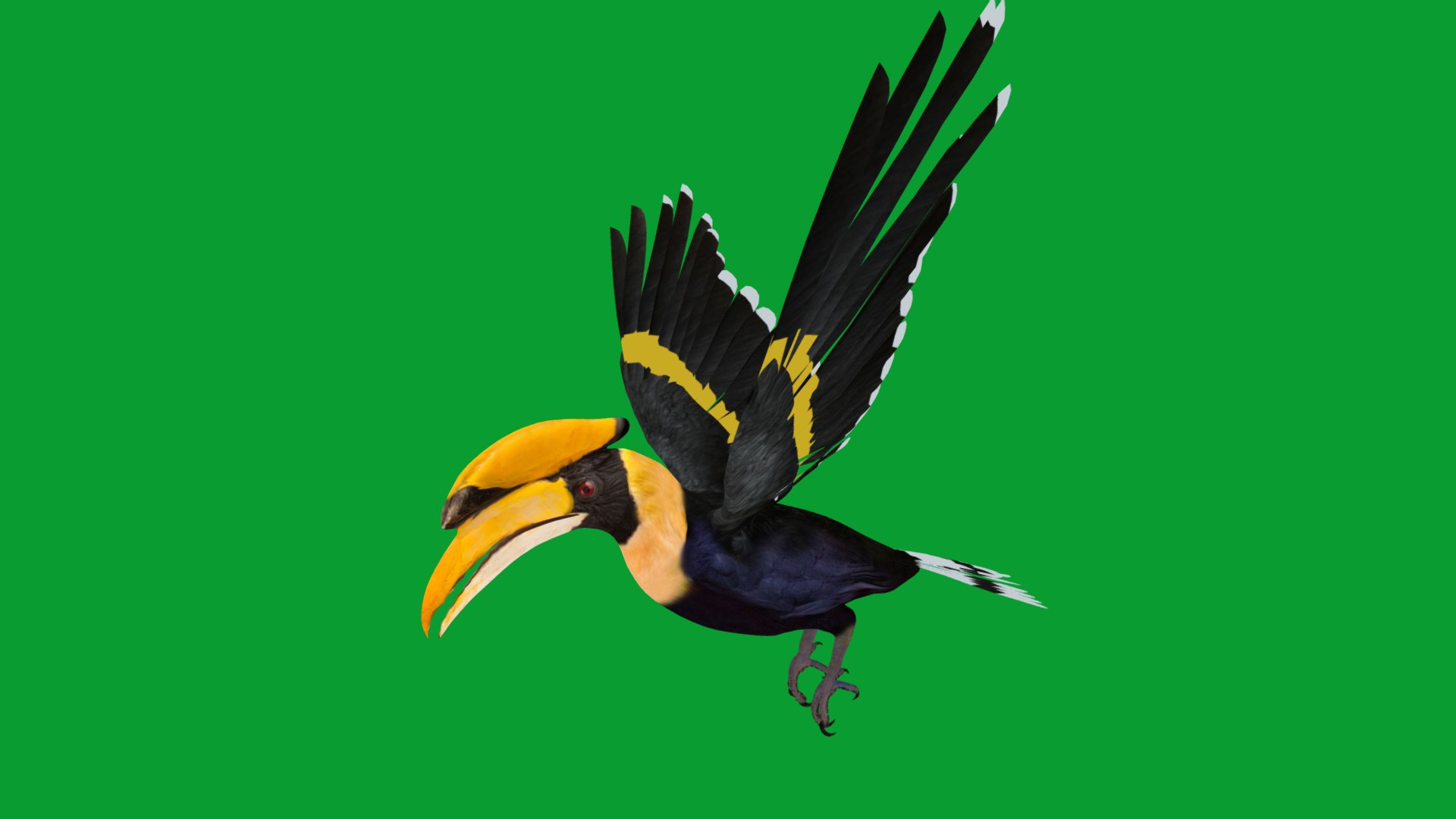 Great Hornbill Bird 3D model https://p.turbosquid.com/ts-thumb/hP/Te4OIY/lc/great_hornbills11/png/1760120041/1920x1080/fit_q87/7e9fabab794678058ae0b4b808d2f6a21ff17c16/great_hornbills11.jpg