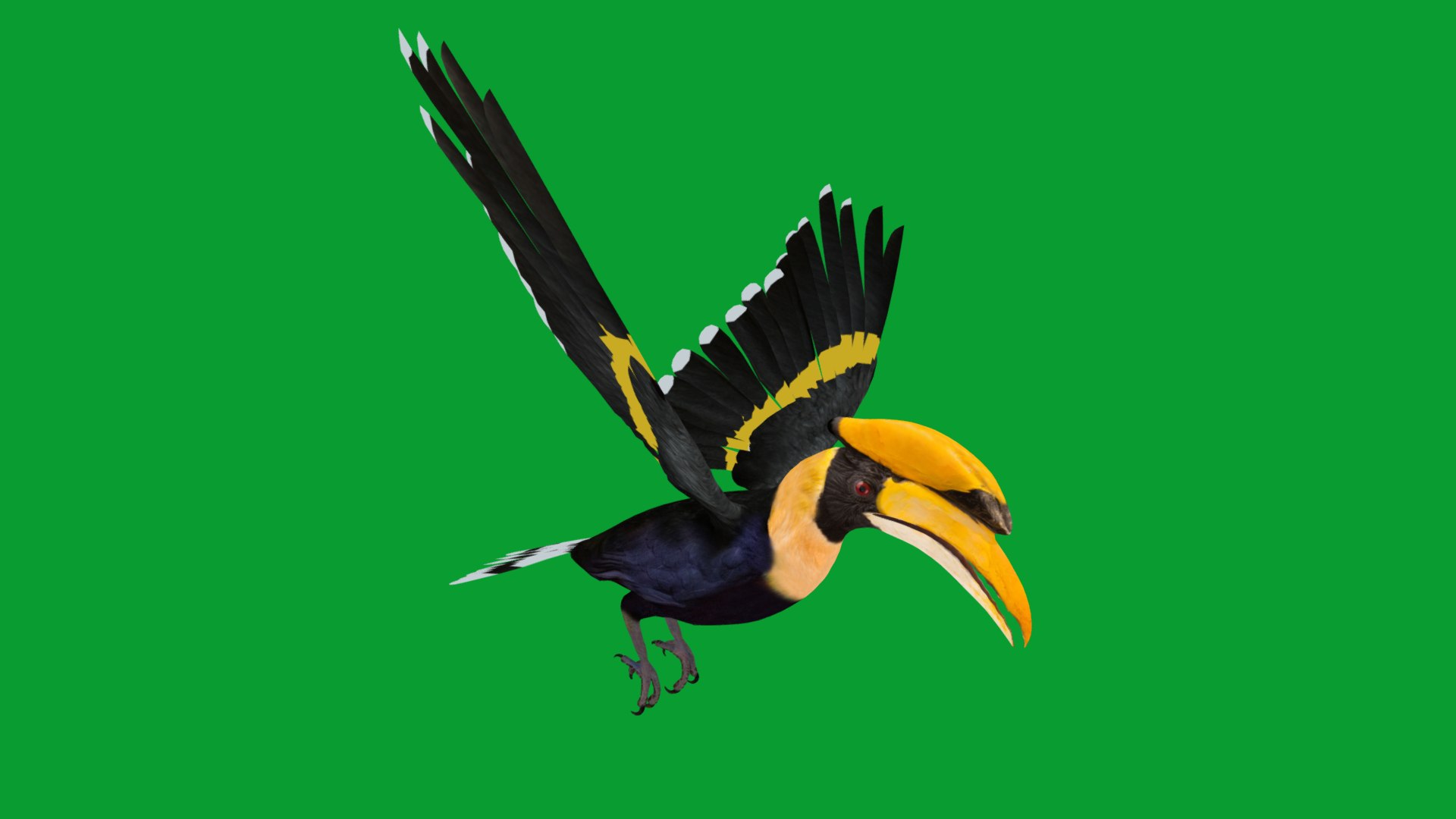 Great Hornbill Bird 3D model https://p.turbosquid.com/ts-thumb/hP/Te4OIY/m5/great_hornbills12/png/1760120042/1920x1080/fit_q87/a1b574561b8ae8a825e6d5dad66ceffccef89341/great_hornbills12.jpg