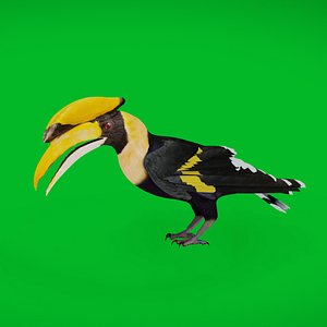 Great Hornbill Bird