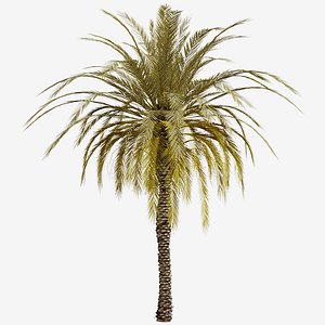 3D Set of Phoenix dactylifera Palm or Date Palm tree - 4 Trees