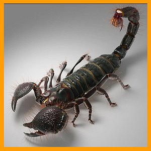 ma emperor scorpion