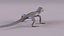 Collared Lizard