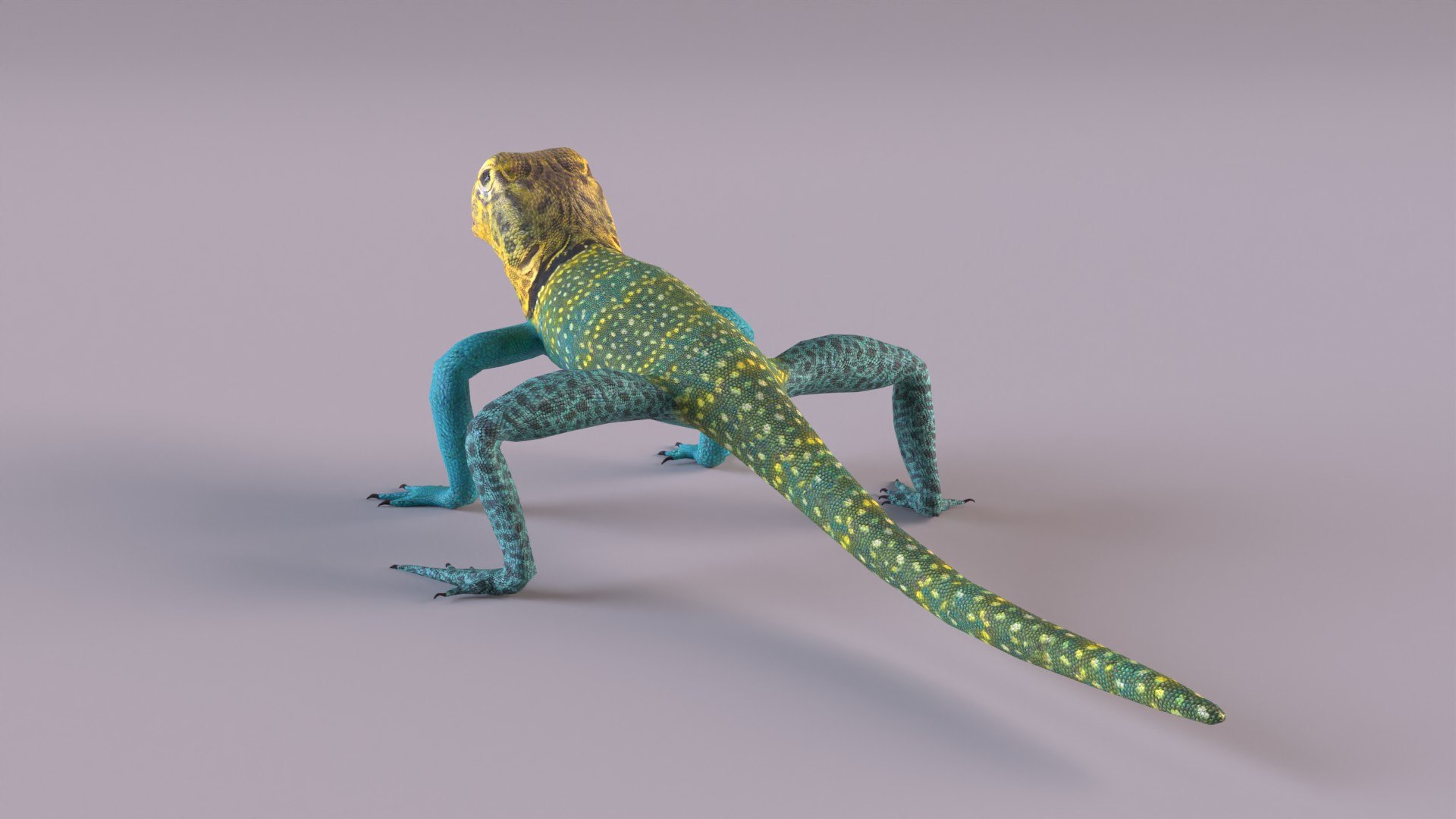 3D collared lizard model https://p.turbosquid.com/ts-thumb/hP/d2TrTv/FK/clizard_0006/jpg/1659788669/1920x1080/fit_q87/fc4a870adc9cc655127dcdeba4339dd10ee74449/clizard_0006.jpg