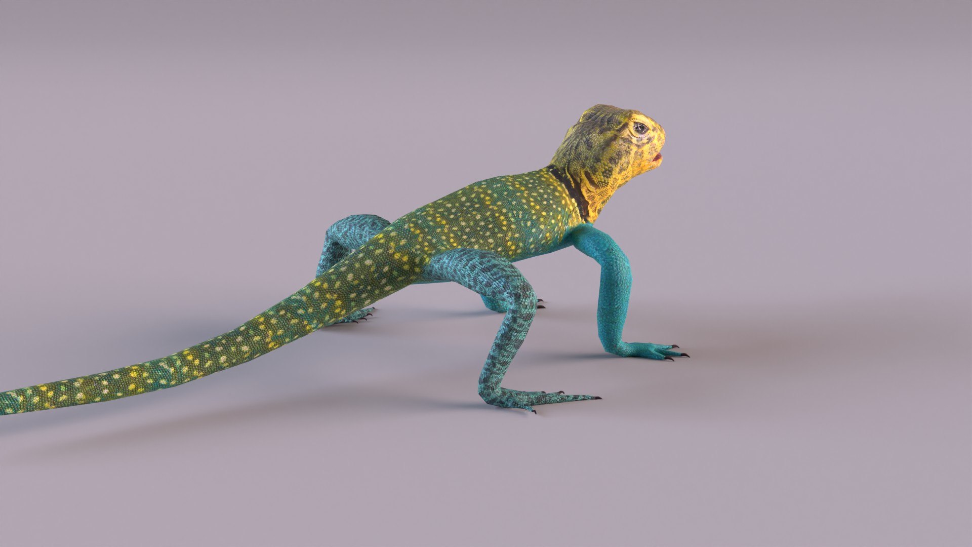 3D Collared Lizard Model - TurboSquid 1226901