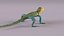 Collared Lizard