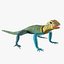 Collared Lizard