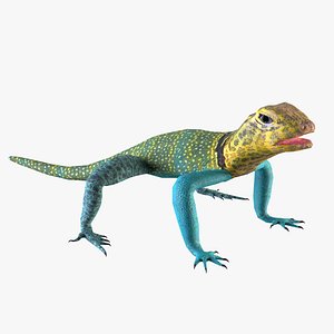 Collared Lizard