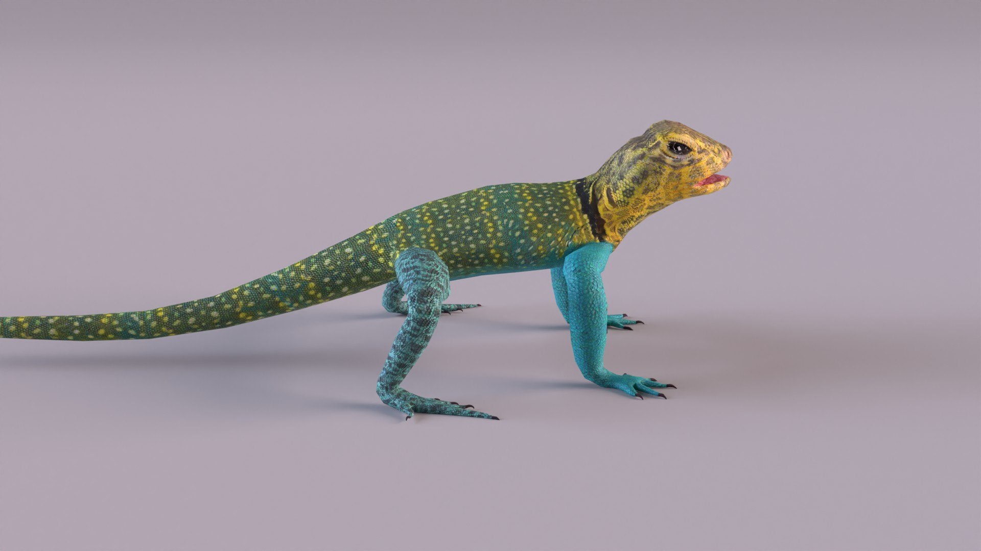 3D Collared Lizard Model - TurboSquid 1226901