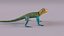 Collared Lizard