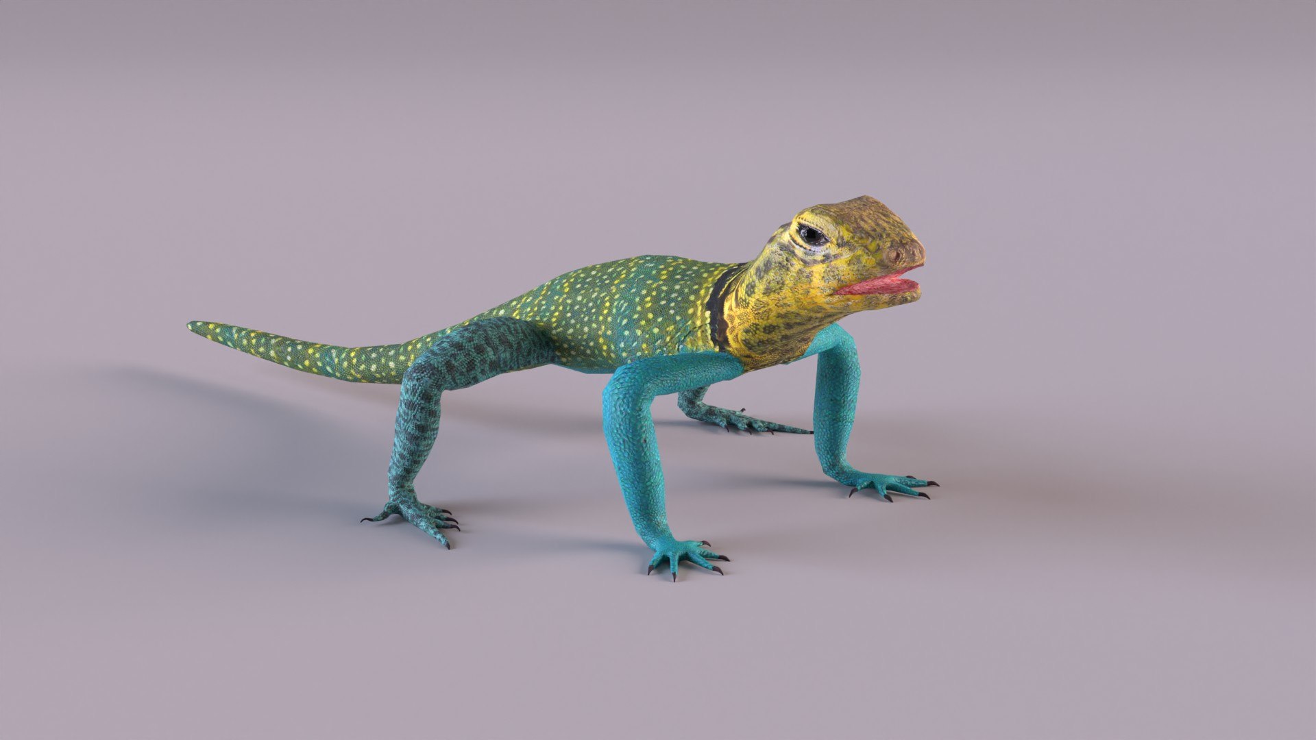 3D Collared Lizard Model - TurboSquid 1226901