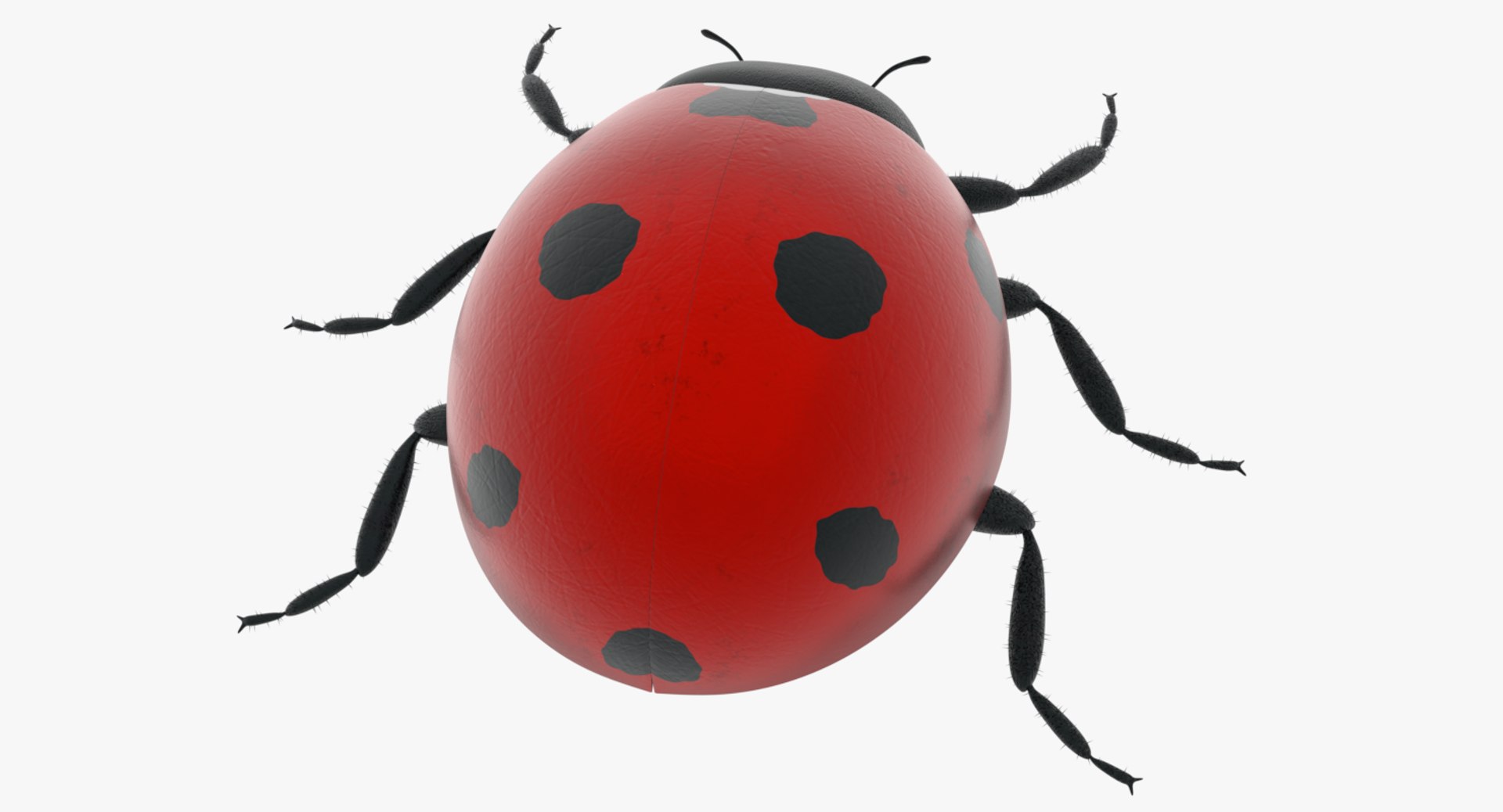 3D Model Ladybug - TurboSquid 1284194