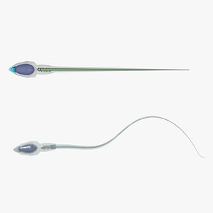 sperm animation 3d model