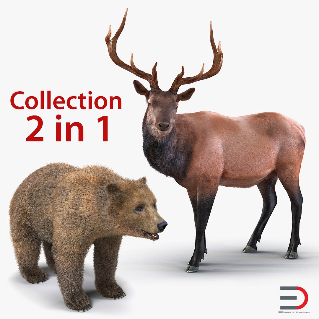 Bear and Elk 3D Models Collection 3D model preview