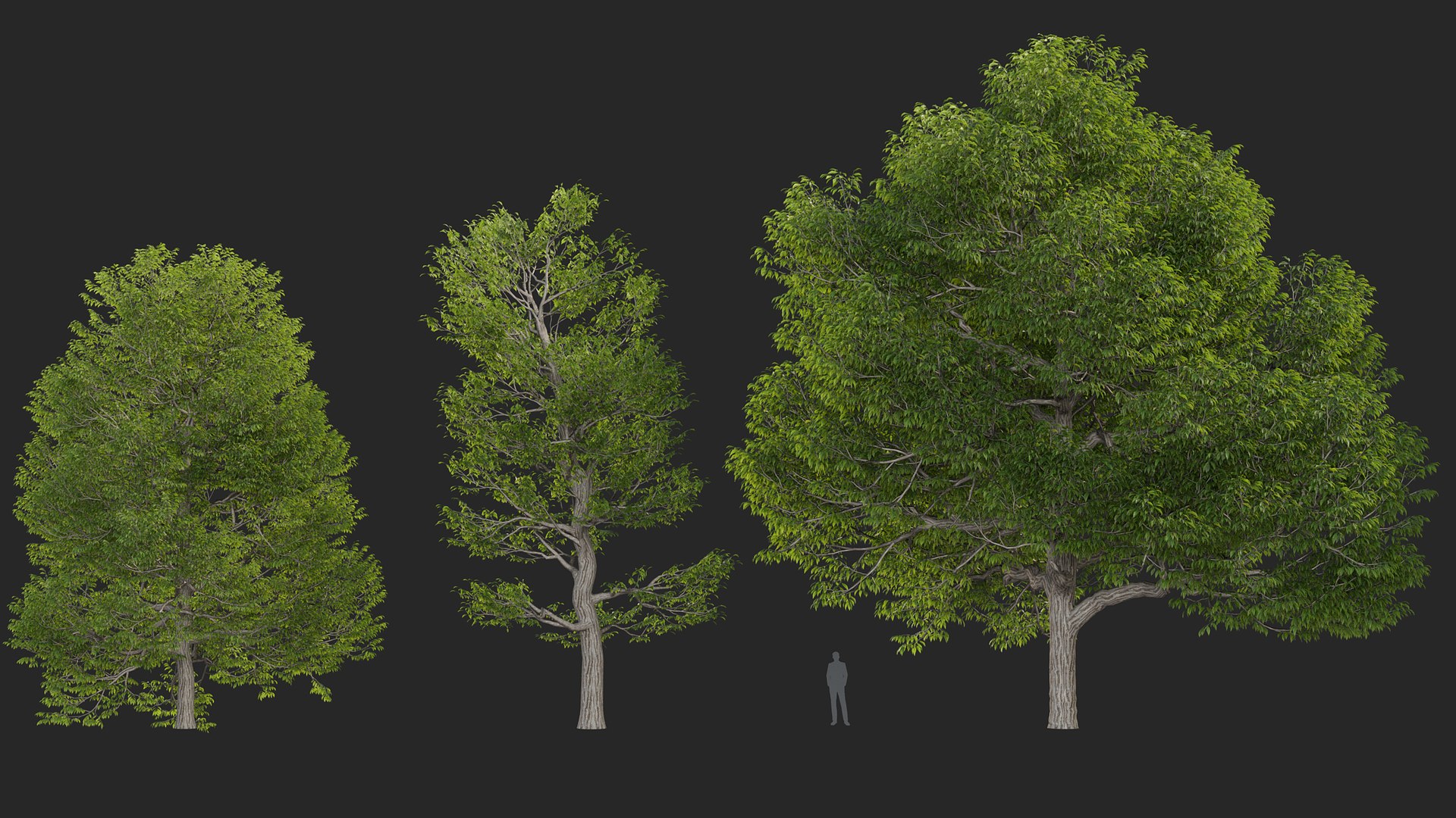 3D Castanea dentata 3D model https://p.turbosquid.com/ts-thumb/hQ/67S3BY/9e/gd_v14_castanea_dentata_02/jpg/1786167294/1920x1080/fit_q87/5b78f50d739fea9f95965ed6173c7a13c0c3a0a3/gd_v14_castanea_dentata_02.jpg