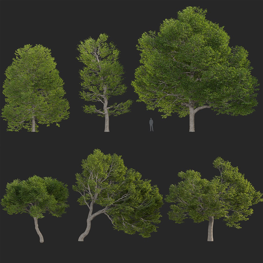 3D Castanea dentata 3D model https://p.turbosquid.com/ts-thumb/hQ/67S3BY/A9/gd_v14_castanea_dentata_tb/jpg/1786170702/1920x1080/fit_q87/286e3ad9922b9ba090409a65587053367c6c831a/gd_v14_castanea_dentata_tb.jpg