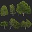 Castanea dentata 3D model