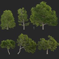 Castanea dentata 3D model